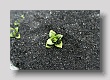 Fleur 2